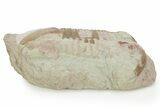 Bargain, Fossil Subasaphus Laticaudatus Trilobite - Russia #363114-2